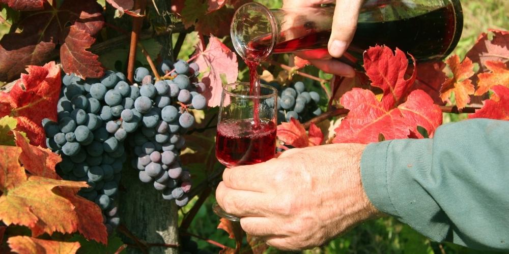 Tradizioni Sardegna: vino nuovo