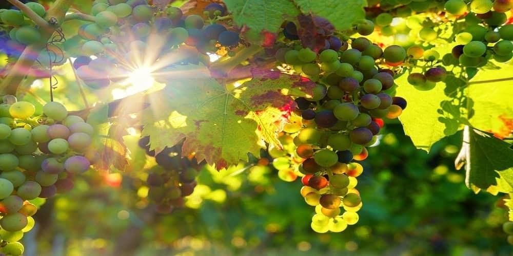 Wines of Lazio: cannellino di Frascati
